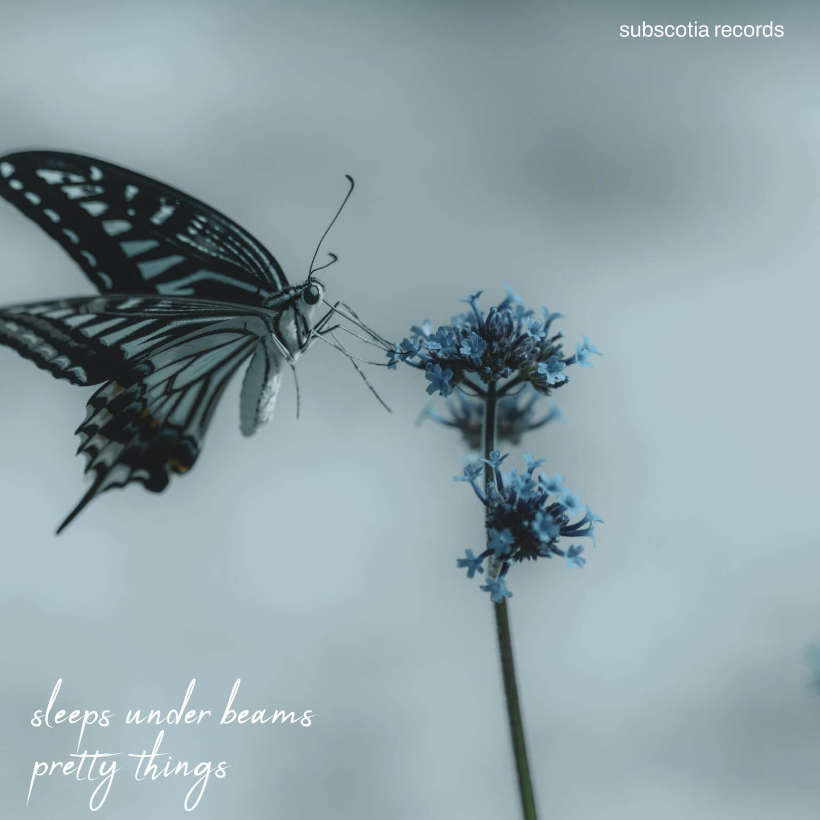 ‘Pretty Things’ wins Song of the Day on The Cauldron